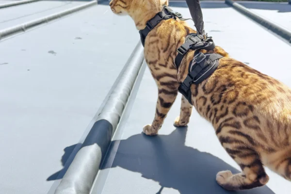 Pool Stangenabdeckung Mehr Sicherheit für Tiere